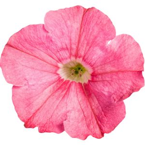 Petunias (Proven Winners)